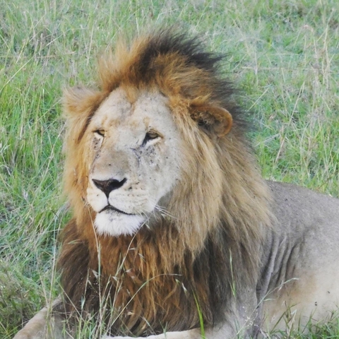 Lion lying on the grass, looking majestic.