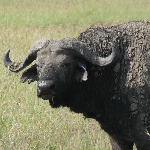 Close-up of a buffalo with mud on its body.