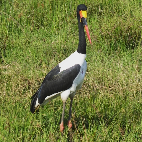 Large bird standing in a grassy area.