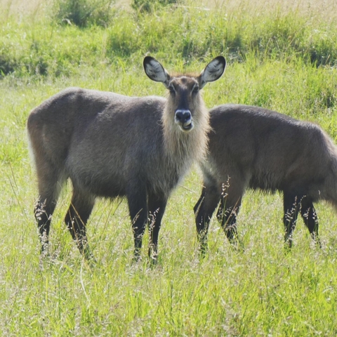       Two antelopes standing in the grassland.
  
