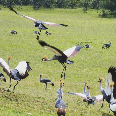       Flock of birds with distinctive head features flying and grazing.
  