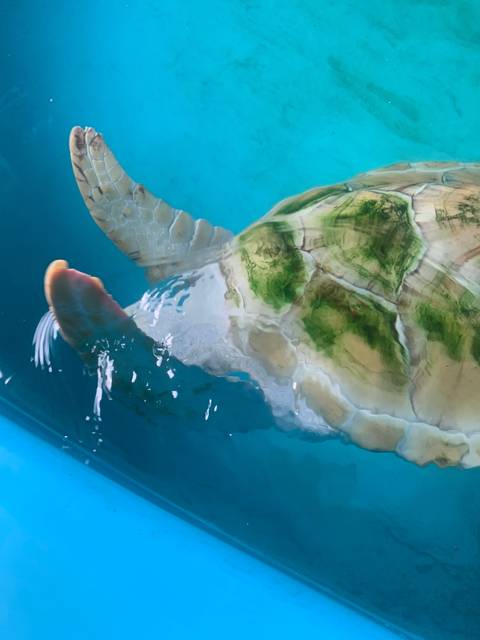 Partial view of a large turtle submerged in a pool.