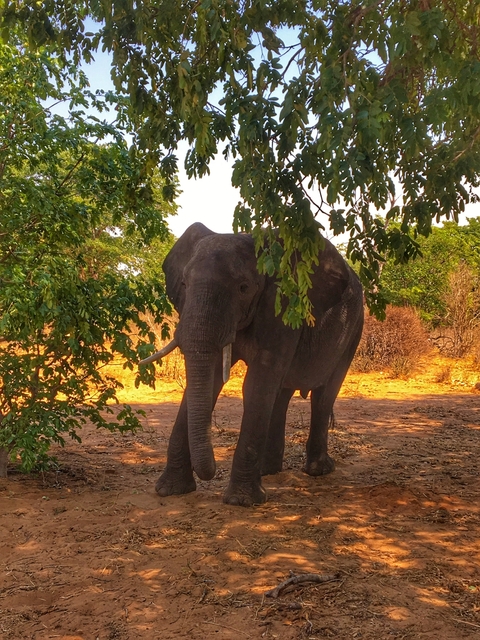 Elephant standing under a tree with dry grass in the background.
