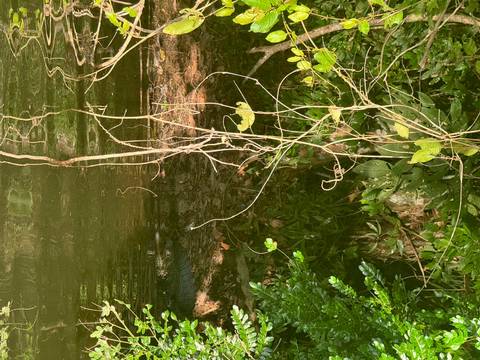 Reflections and greenery in a wetland area.