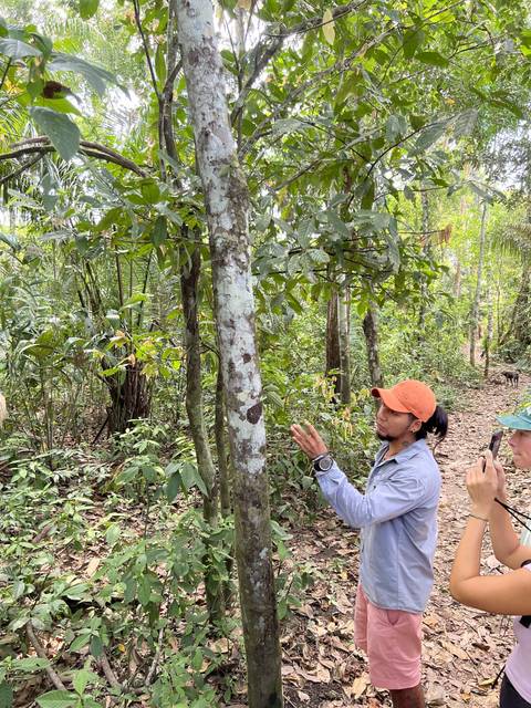 Person pointing to a tree in a rainforest setting.