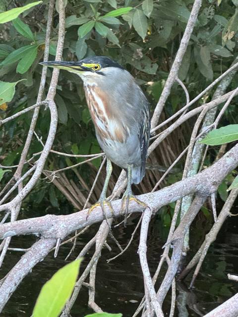 Bird perched on a tree branch.