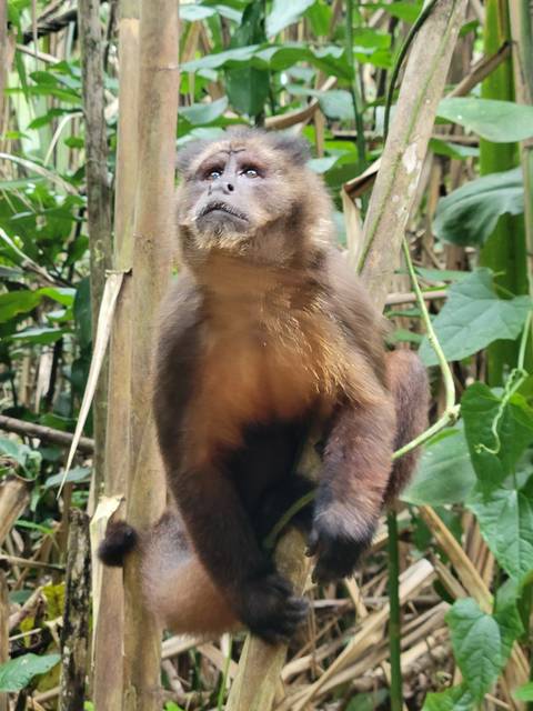 Monkey hanging from a branch.