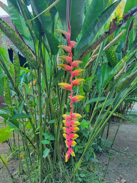       Colorful tropical plant against green foliage.
  