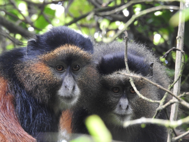 Pair of monkeys perched in a tree, looking at the camera.