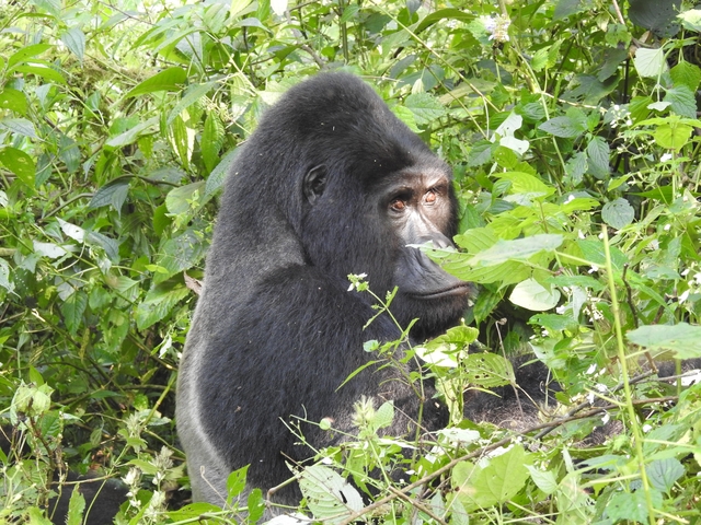 Gorilla seated among dense foliage, looking to the side.