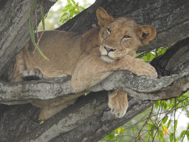 Lion resting on a tree branch in a forest environment.