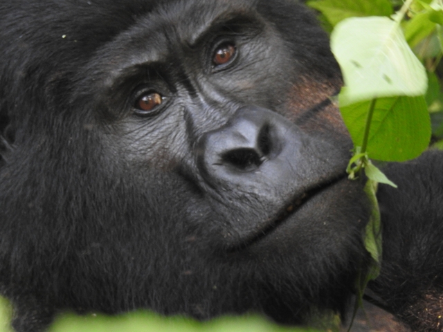 Close-up of a gorilla in the wilderness with greenery.