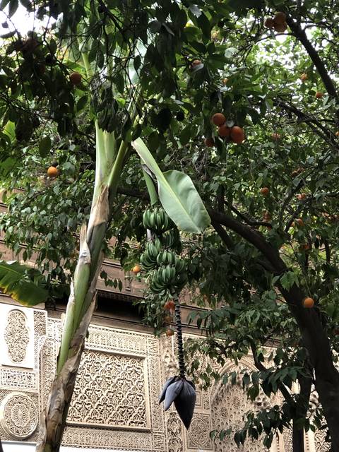 Orchard with banana and orange trees.