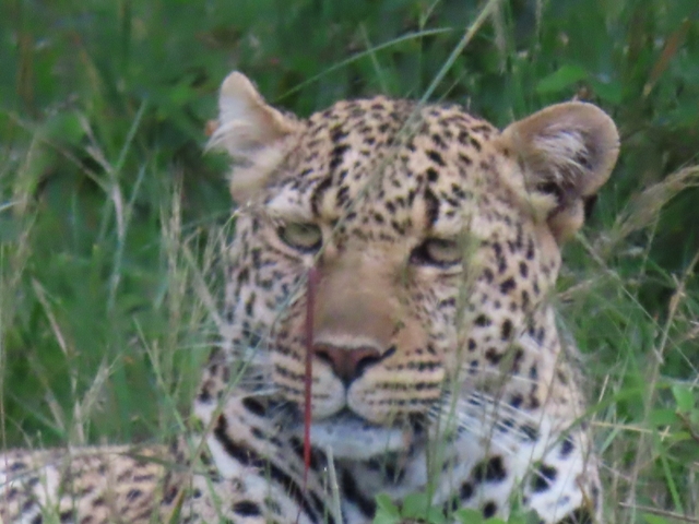 Close-up of a leopard in grass looking directly at the camera.