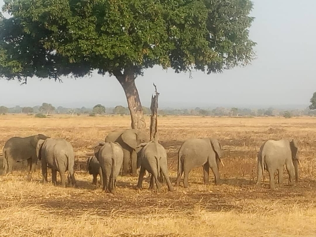 Group of elephants under a tree in the savannah.