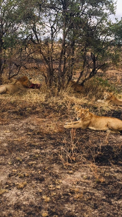 Photo d'avis client sur Safari en camping à petit prix dans le parc national de Mikumi 