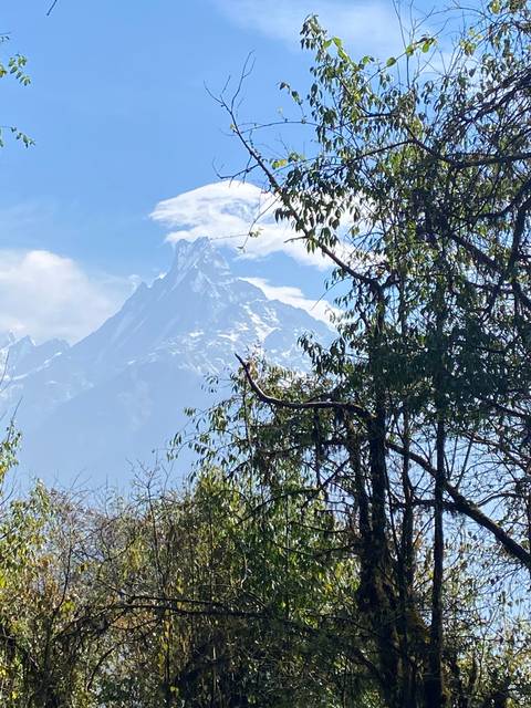 Upside-down landscape with trees and a snowy mountain in the background.