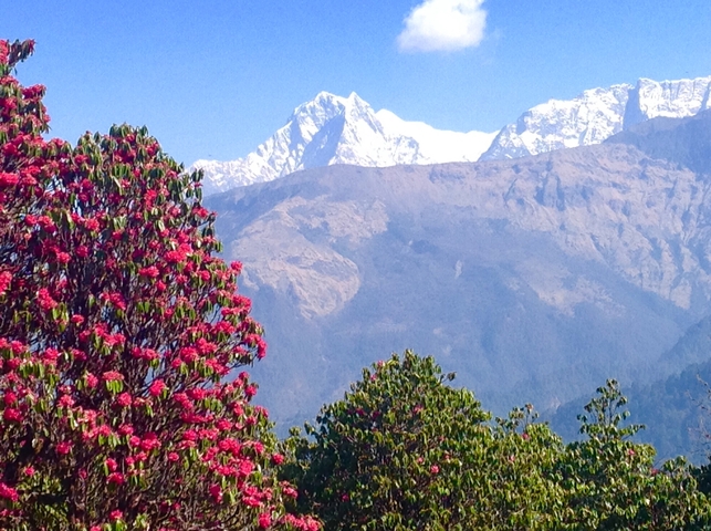       Bright red flowers with snow-capped mountains in the distance.
  
