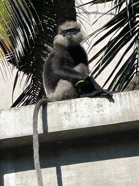 Monkey climbing a structure.