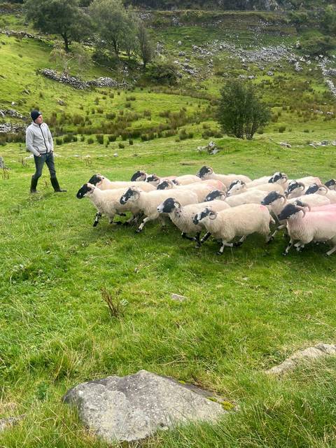       Group of sheep in a grassy field with a person nearby.
  
