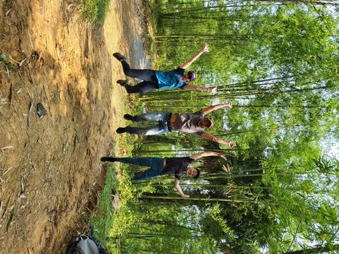 Three people jumping in mid-air in a bamboo forest.