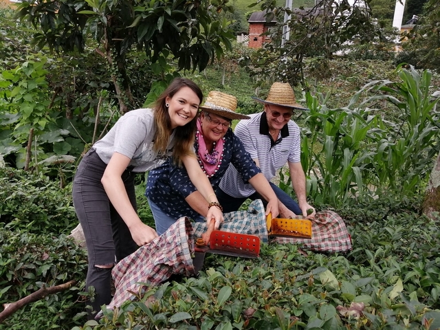 Three people participating in a tea harvest in a green plantation.