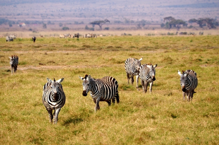       Herd of zebras walking through a grassy area.
  
