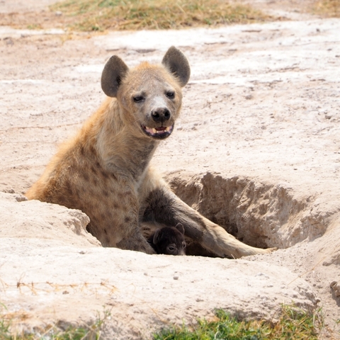       Hyena sitting with a pup in a dry area.
  