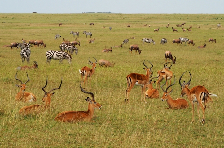       Herds of antelopes and zebras in the savannah.
  