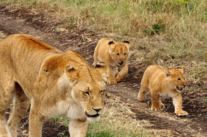       Lioness walking with two cubs on a dirt path.
  
