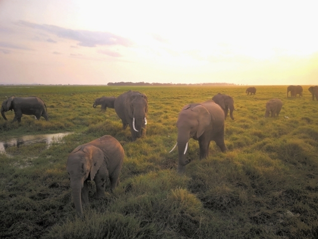       Elephants grazing in a grassland during sunrise.
  