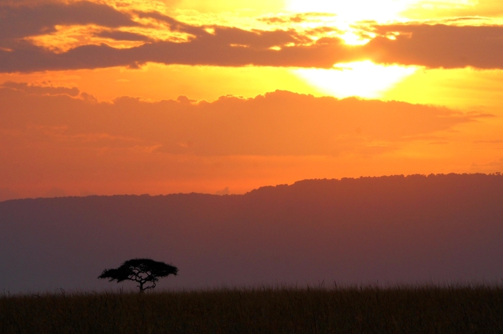       Sunset with a silhouette of a lone tree.
  