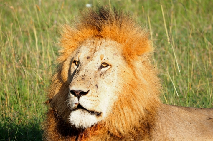       Lion resting on grass with a serene expression.
  