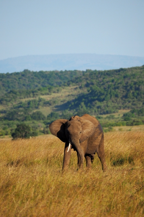       Solitary elephant in a grassy savannah.
  