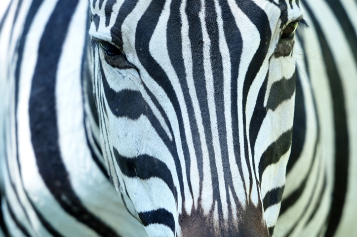       Close-up of a zebra's face.
  
