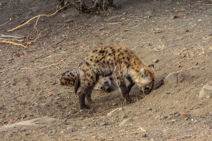      Two hyenas in a rocky and grassy terrain.
  