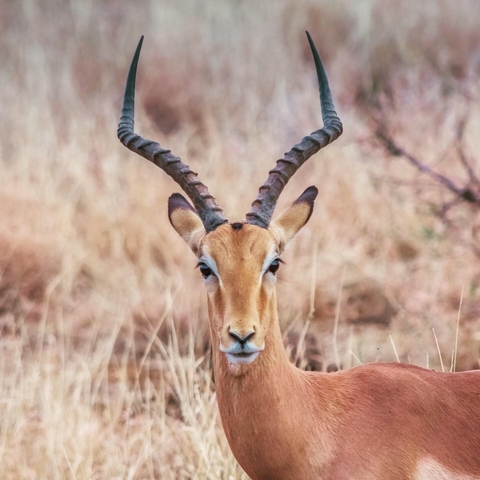 An impala with large horns standing in dry grass.
