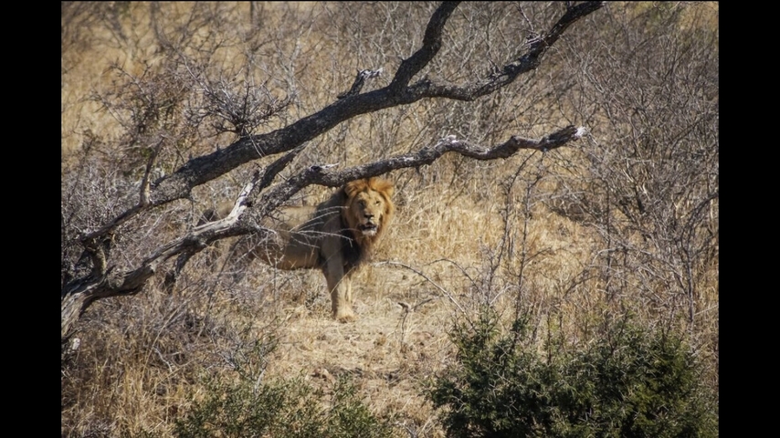       Lion standing near a dry tree in a savannah landscape.
  