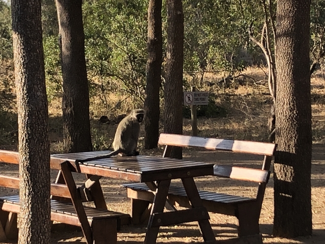       Monkey sitting on a picnic table in a wooded area.
  