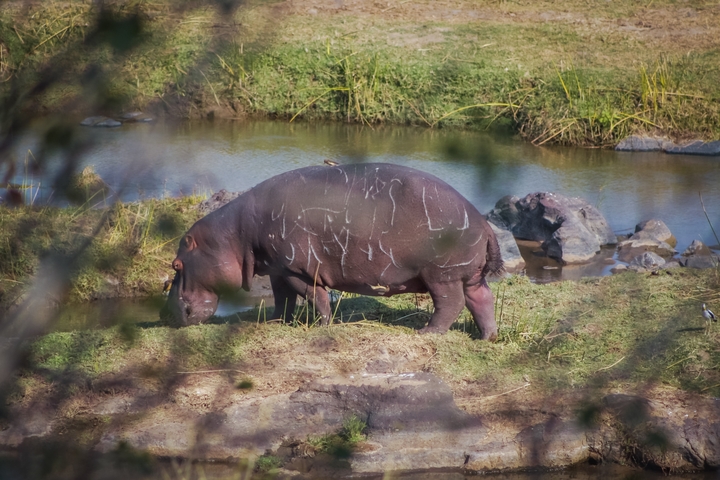 Hippopotamus grazing near a water body with birds nearby.