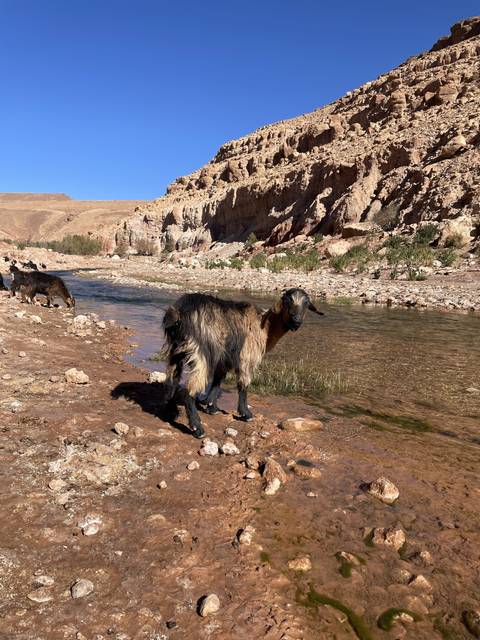       Goat standing on rocky terrain near water.
  