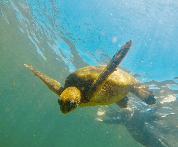 Sea turtle swimming underwater.