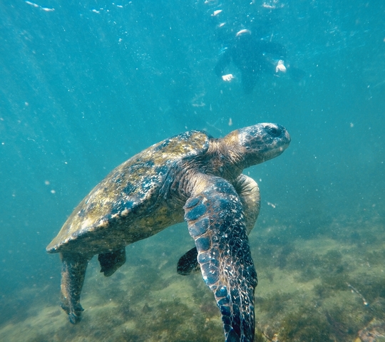 Sea turtle gliding through blue water.