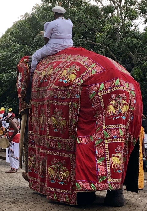       A close-up of an elephant dressed in vivid ceremonial clothing.
  