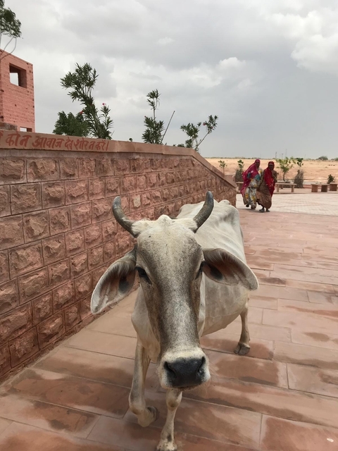       A cow in the foreground with people walking in the background near a stone wall.
  