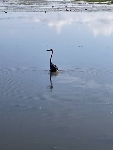       A bird standing in shallow water
  