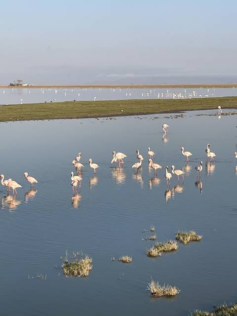       Flamingos standing and wading in a shallow lake
  