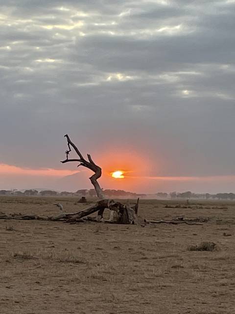       Sunset over a barren landscape with a tree silhouette
  
