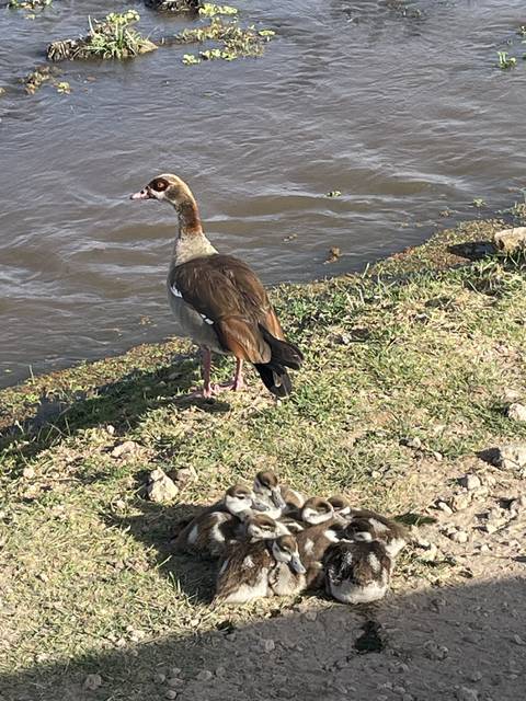       Duck family on a grassy area near the water
  