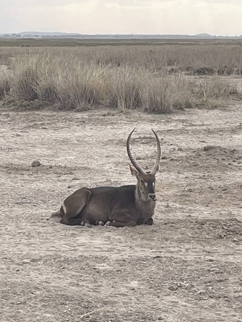       Antelope resting on the ground in a dry landscape.
  
